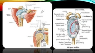 Pathological Shoulder Complex Shoulder pathologies | PPTX