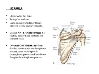 SHOULDER'S RADIOGRAPHIC PROJECTIONS .pptx