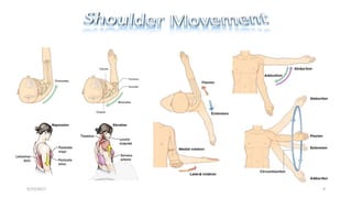 Shoulder Position Shoulder radiography avinesh shrestha | PPTX