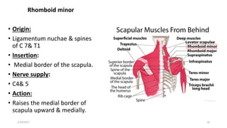 Rhomboid minor
• Origin:
• Ligamentum nuchae & spines
of C 7& T1
• Insertion:
• Medial border of the scapula.
• Nerve supply:
• C4& 5
• Action:
• Raises the medial border of
scapula upward & medially.
2/20/2017 10
 