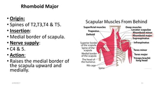 Rhomboid Major
• Origin:
• Spines of T2,T3,T4 & T5.
• Insertion:
• Medial border of scapula.
• Nerve supply:
• C4 & 5.
• Action:
• Raises the medial border of
the scapula upward and
medially.
2/20/2017 11
 
