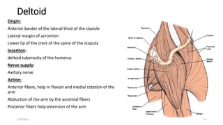 Deltoid
Origin:
Anterior border of the lateral third of the clavicle
Lateral margin of acromion
Lower lip of the crest of the spine of the scapula
Insertion:
deltoid tuberosity of the humerus
Nerve supply:
Axillary nerve
Action:
Anterior fibers, help in flexion and medial rotation of the
arm
Abduction of the arm by the acromial fibers
Posterior fibers help extension of the arm
2/20/2017 12
 