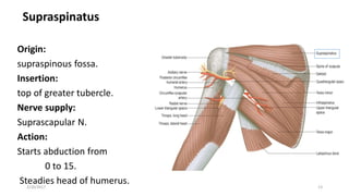 Supraspinatus
Origin:
supraspinous fossa.
Insertion:
top of greater tubercle.
Nerve supply:
Suprascapular N.
Action:
Starts abduction from
0 to 15.
Steadies head of humerus.2/20/2017 13
 