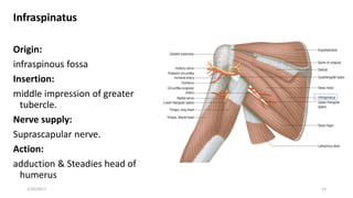 Infraspinatus
Origin:
infraspinous fossa
Insertion:
middle impression of greater
tubercle.
Nerve supply:
Suprascapular nerve.
Action:
adduction & Steadies head of
humerus
2/20/2017 14
 