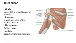 Teres minor
• Origin:
Upper 2/3 of lateral border of
scapula
• Insertion:
lower impression of the
greater tubercle.
• Nerve supply
Axillary nerve
• Action:
adduction & Lateral rotation.
2/20/2017 16
 