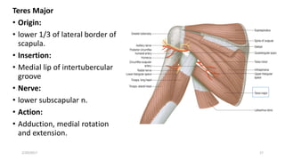 Teres Major
• Origin:
• lower 1/3 of lateral border of
scapula.
• Insertion:
• Medial lip of intertubercular
groove
• Nerve:
• lower subscapular n.
• Action:
• Adduction, medial rotation
and extension.
2/20/2017 17
 