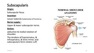 Subscapularis
Origin:
Subscapular fossa
Insertion:
Lesser tubercle (tuberosity) of Humerus.
Nerve supply :
Upper & lower subscapular nerve.
Action:
adduction & medial rotation of
shoulder.
The tendons of Suprasinatus, &
infraspinatus, & teres minor, and
subscapularis form rotator-cuff.
2/20/2017 18
 