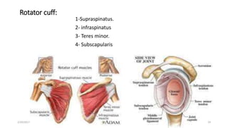 Rotator cuff:
1-Supraspinatus.
2- infraspinatus
3- Teres minor.
4- Subscapularis
2/20/2017 19
 