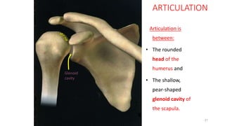 21
ARTICULATION
Articulation is
between:
• The rounded
head of the
humerus and
• The shallow,
pear-shaped
glenoid cavity of
the scapula.
Glenoid
cavity
 