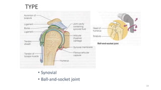 23
TYPE
• Synovial
• Ball-and-socket joint
 