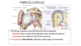 24
FIBROUS CAPSULE
• The fibrous capsule surrounds the joint and is attached:
Medially to the margin of the glenoid cavity outside the labrum;
Laterally to the anatomic neck of the humerus.
• The capsule is thin and lax, allowing a wide range of movement.
 