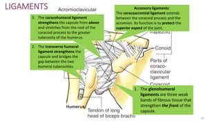 25
LIGAMENTS
1. The glenohumeral
ligaments are three weak
bands of fibrous tissue that
strengthen the front of the
capsule.
2. The transverse humeral
ligament strengthens the
capsule and bridges the
gap between the two
humeral tuberosities.
3. The coracohumeral ligament
strengthens the capsule from above
and stretches from the root of the
coracoid process to the greater
tuberosity of the humerus.
Accessory ligaments:
The coracoacromial ligament extends
between the coracoid process and the
acromion. Its function is to protect the
superior aspect of the joint.
 