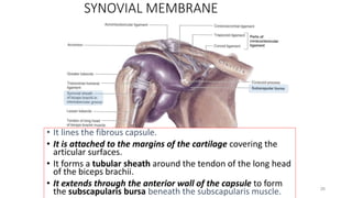 26
SYNOVIAL MEMBRANE
• It lines the fibrous capsule.
• It is attached to the margins of the cartilage covering the
articular surfaces.
• It forms a tubular sheath around the tendon of the long head
of the biceps brachii.
• It extends through the anterior wall of the capsule to form
the subscapularis bursa beneath the subscapularis muscle.
 