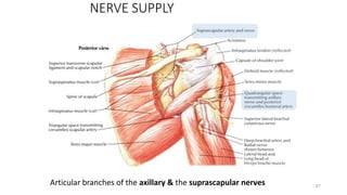 27
NERVE SUPPLY
Articular branches of the axillary & the suprascapular nerves
 