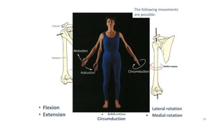 28
• Flexion
• Extension
• Abduction
• Adduction
• Lateral rotation
• Medial rotation
Circumduction
The following movements
are possible:
 