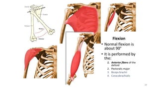 29
Flexion
• Normal flexion is
about 90°
• It is performed by
the:
1. Anterior fibers of the
deltoid
2. Pectoralis major
3. Biceps brachii
4. Coracobrachialis
 