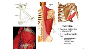 30
Extension:
• Normal extension
is about 45°
• It is performed by
the:
1. Posterior fibers of
the deltoid,
2. Latissimus dorsi
3. Teres major
 