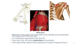 31
Abduction:
• Abduction of the upper limb occurs both at the shoulder joint and between
the scapula and the thoracic wall.
• It is initiated by supraspinatus from 0 to 18
• Then from 19 to 90 by the middle fibers of the deltoid.
• Then above 90 by rotation of the scapula by 2 muscles ( Trapezius & S.A..)
 