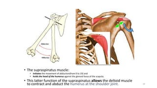 32
• The supraspinatus muscle:
• initiates the movement of abduction(from 0 to 19) and
• holds the head of the humerus against the glenoid fossa of the scapula;
• This latter function of the supraspinatus allows the deltoid muscle
to contract and abduct the humerus at the shoulder joint.
 