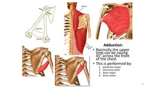 33
Adduction:
• Normally the upper
limb can be swung
45° across the front
of the chest.
• This is performed by:
1. pectoralis major
2. latissimus dorsi
3. teres major
4. teres minor
 