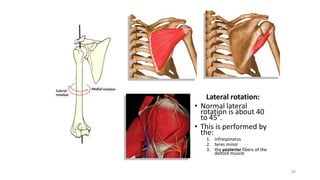 34
Lateral rotation:
• Normal lateral
rotation is about 40
to 45°.
• This is performed by
the:
1. infraspinatus
2. teres minor
3. the posterior fibers of the
deltoid muscle
 
