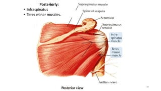 38
Posteriorly:
• Infraspinatus
• Teres minor muscles.
 