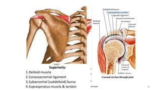 39
Superiorly:
1.Deltoid muscle
2.Coracoacromial ligament
3.Subacromial (subdeltoid) bursa
4.Supraspinatus muscle & tendon
 