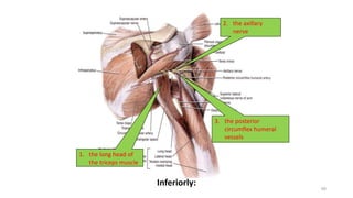 40
Inferiorly:
1. the long head of
the triceps muscle
2. the axillary
nerve
3. the posterior
circumflex humeral
vessels
 
