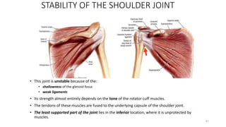 41
STABILITY OF THE SHOULDER JOINT
• This joint is unstable because of the:
• shallowness of the glenoid fossa
• weak ligaments
• Its strength almost entirely depends on the tone of the rotator cuff muscles.
• The tendons of these muscles are fused to the underlying capsule of the shoulder joint.
• The least supported part of the joint lies in the inferior location, where it is unprotected by
muscles.
 