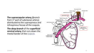 The suprascapular artery, (branch
from 1st part of subclavian artery)
distributed to the supraspinous and
infraspinous fossae of the scapula.
The deep branch of the superficial
cervical artery, that runs down the
medial border of the scapula.
2/20/2017 43
 