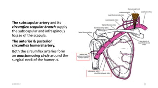 The subscapular artery and its
circumflex scapular branch supply
the subscapular and infraspinous
fossae of the scapula.
The anterior & posterior
circumflex humeral artery.
Both the circumflex arteries form
an anastomosing circle around the
surgical neck of the humerus.
2/20/2017 44
 