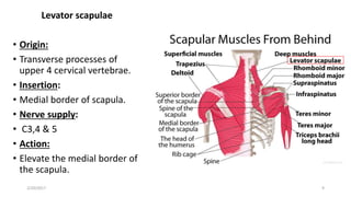 Levator scapulae
• Origin:
• Transverse processes of
upper 4 cervical vertebrae.
• Insertion:
• Medial border of scapula.
• Nerve supply:
• C3,4 & 5
• Action:
• Elevate the medial border of
the scapula.
2/20/2017 9
 
