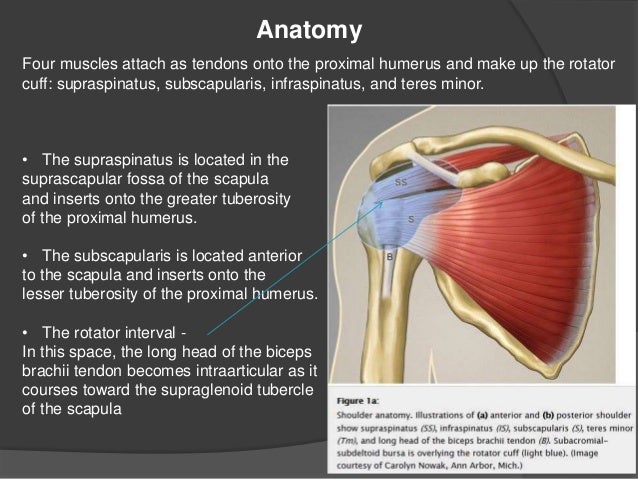 Shoulder ultrasound