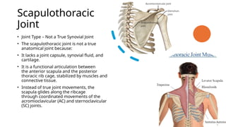 Scapiothorasic Muscles Shoulder VOPP- samanthaforptstudents.pptx