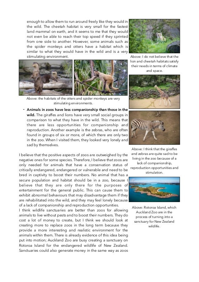 Should Humans Keep Animals In Captivity?