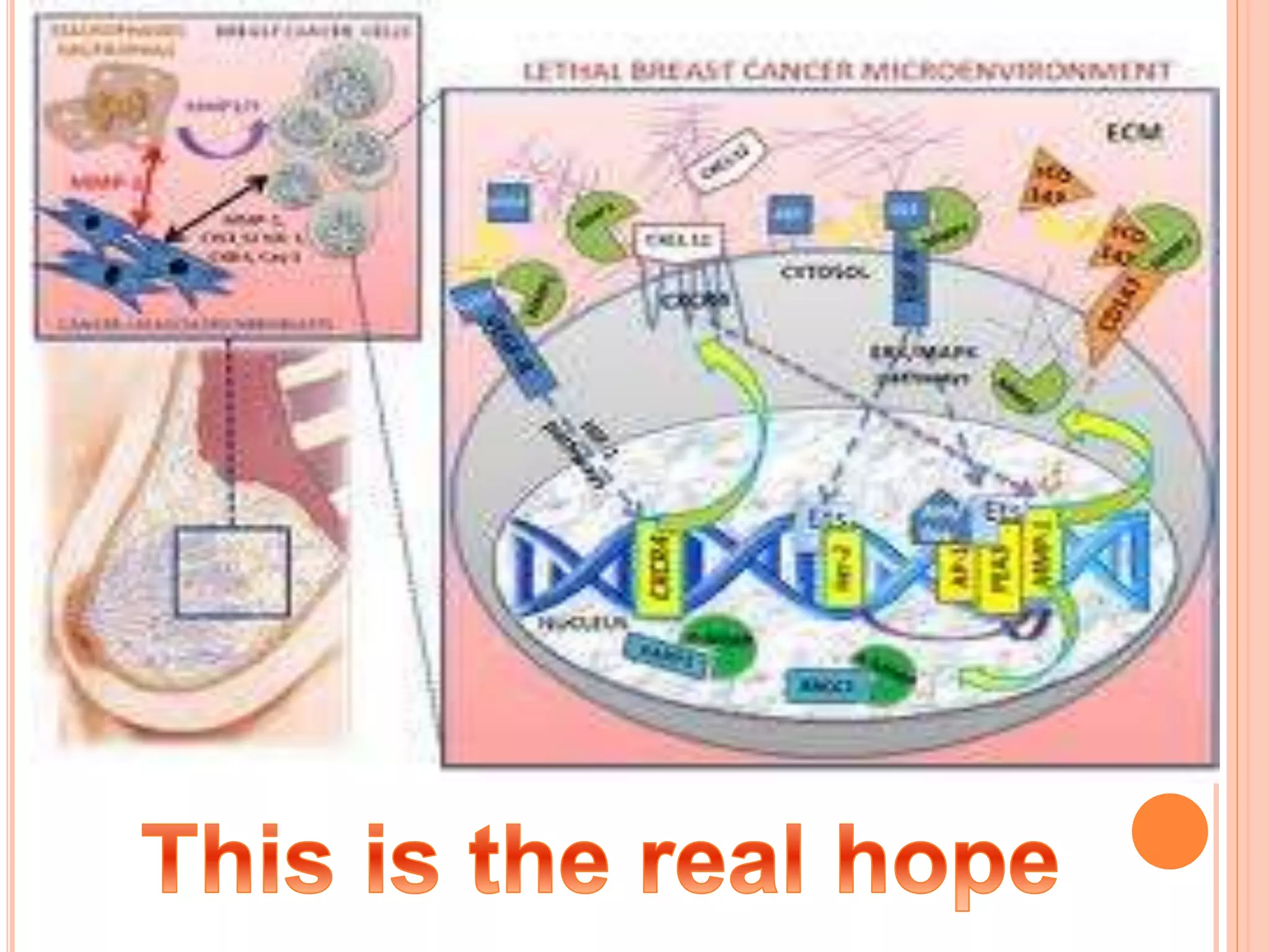 Should triple negative breast cancer (tnbc) subtype | PPTX