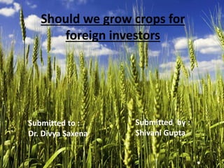 Should we grow crops for
foreign investors
Submitted by :
Shivani Gupta
Submitted to :
Dr. Divya Saxena
 