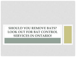 SHOULD YOU REMOVE BATS?
LOOK OUT FOR BAT CONTROL
SERVICES IN ONTARIO!
 
