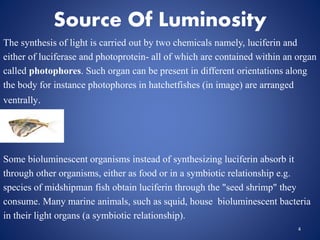 Source Of Luminosity
The synthesis of light is carried out by two chemicals namely, luciferin and
either of luciferase and photoprotein- all of which are contained within an organ
called photophores. Such organ can be present in different orientations along
the body for instance photophores in hatchetfishes (in image) are arranged
ventrally.
Some bioluminescent organisms instead of synthesizing luciferin absorb it
through other organisms, either as food or in a symbiotic relationship e.g.
species of midshipman fish obtain luciferin through the "seed shrimp" they
consume. Many marine animals, such as squid, house bioluminescent bacteria
in their light organs (a symbiotic relationship).
4
 