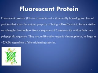 Fluorescent Protein
Fluorescent proteins (FPs) are members of a structurally homologous class of
proteins that share the unique property of being self-sufficient to form a visible
wavelength chromophore from a sequence of 3 amino acids within their own
polypeptide sequence. They are, unlike other organic chromophores, as large as
~25KDa regardless of the originating species.
7
 
