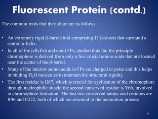 Fluorescent Protein (contd.)
The common traits that they share are as follows:
• An extremely rigid β-barrel-fold comprising 11 β-sheets that surround a
central α-helix.
• In all of the jellyfish and coral FPs, studied thus far, the principle
chromophore is derived from only a few crucial amino acids that are located
near the center of the β-barrel.
• Many of the interior amino acids in FPs are charged or polar and this helps
in binding H2O molecules to maintain the structural rigidity.
• The first residue is G67, which is crucial for cyclization of the chromophore
through nucleophilic attack; the second conserved residue is Y66, involved
in chromophore formation. The last two conserved amino acid residues are
R96 and E222, both of which are essential to the maturation process
8
 