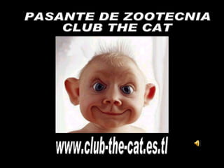 www.club-the-cat.es.tl PASANTE DE ZOOTECNIA CLUB THE CAT 
