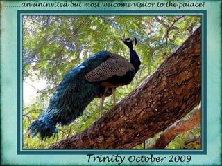 ………an uninvited but most welcome visitor to the palace!On my way back to Kanyakumari the taxidriver insisted to see the garden belonging also to the Padnamabhapuram Palace build in the same period between high walls. I was not really in the mood as I had a terrible headache but finally I agreed. It was not really worth the sightseeing but this pawn was remarkable as he was so narcistic to pose for me like a real Tamil, so I did him that favour. :)Trinity October 2009