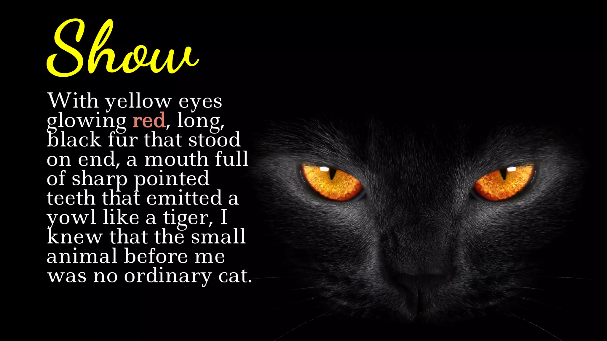With yellow eyes
glowing red, long,
black fur that stood
on end, a mouth full
of sharp pointed
teeth that emitted a
yowl like a tiger, I
knew that the small
animal before me
was no ordinary cat.
Show
 