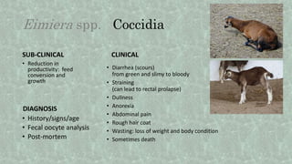 Eimiera spp. Coccidia
SUB-CLINICAL
• Reduction in
productivity: feed
conversion and
growth
CLINICAL
• Diarrhea (scours)
from green and slimy to bloody
• Straining
(can lead to rectal prolapse)
• Dullness
• Anorexia
• Abdominal pain
• Rough hair coat
• Wasting: loss of weight and body condition
• Sometimes death
DIAGNOSIS
• History/signs/age
• Fecal oocyte analysis
• Post-mortem
 