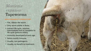 Moniezia
expansa:
Tapeworms
• Flat, ribbon-like worm.
• Only worm visible in feces.
• Indirect life cycle; requires
intermediate host to complete its
life cycle (pasture mites).
• Immunity developed at early age.
• Adults mostly immune.
• Usually, non-pathogenic.
• Usually, no benefit to treatment.
 