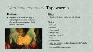 Moniezia expansa: Tapeworms
Diagnosis
• Segments in manure and eggs in
fecal sample mean that animal is
infected, but not necessary that it
requires treatment.
Signs
• Usually, no signs – not even sub-clinical
Clinical
• Pot belly
• Dullness
• Poor growth
• Weight loss
• Diarrhea (scours)
• Colic
• Constipation
• Alter gut mobility and predispose lambs/kids to
enterotoxemia
• Intestinal blockages (death)
 