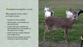 Parelaphostrongylus tenuis
Meningeal worm, deer
or brain worm
• Parasite of white tail deer.
• Sheep, goats, and camelids are
abnormal hosts
• Indirect life cycle; requires an
intermediate host to complete its
life cycle (snail or slug)
• Small ruminants ingest infective
third stage larvae.
• Mature larvae migrate out of the
stomach to spinal cord (CNS).
 