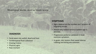 Parelaphostrongylus tenuis
Meningeal worm, deer or brain worm
DIAGNOSIS
• Fecal exam not useful; dead end host
• Cerebrospinal fluid collection
• Grazing history
• Physical signs
• Post-mortem
SYMPTOMS
• Signs depend on the number and location of
migrating larvae.
• Almost any central nervous system sign is
possible.
• Progressive posterior paralysis is most
common symptom.
• In goats, skin lesions that cause intense
rubbing and biting are common.
 