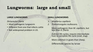 Lungworms: large and small
LARGE LUNGWORMS
Dictycaulus filaria
• Most pathogenic lungworm
• Different from one that infects cattle
• Not widespread problem in US.
SMALL LUNGWORMS
1. Muellerius capillaris
2. Protostrongyles reufescens
More pathogenic than M. capillaris, but
less than D. filaria
Indirect life cycles; require intermediate
host to complete life cycle (snail, slug).
More common in goats than sheep.
Differentiate species by larvae
 